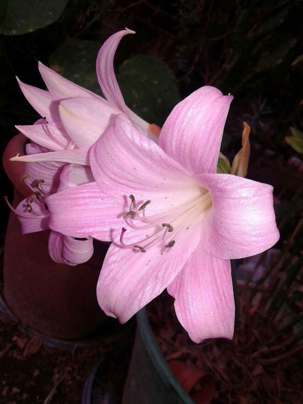 Pianta in vaso:  Amaryllis belladonna