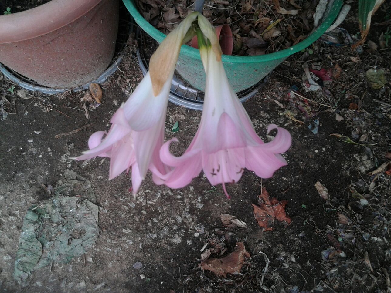 Pianta in vaso:  Amaryllis belladonna