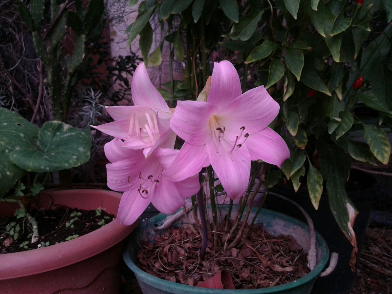 Pianta in vaso:  Amaryllis belladonna