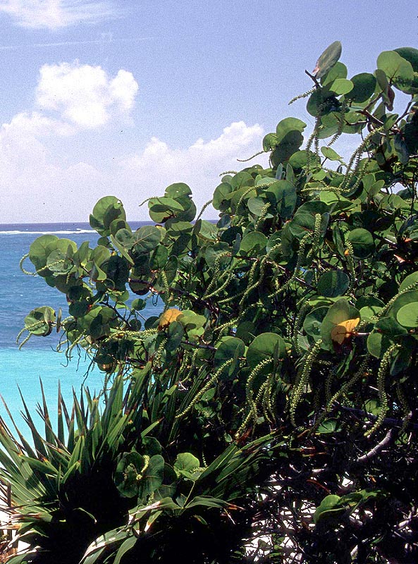 Sulla spiaggia in Giamaica. - Coccoloba uvifera