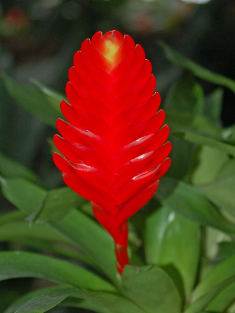 Inflorescenze di Bromelia