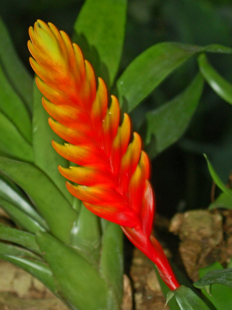 Inflorescenze di Bromelia