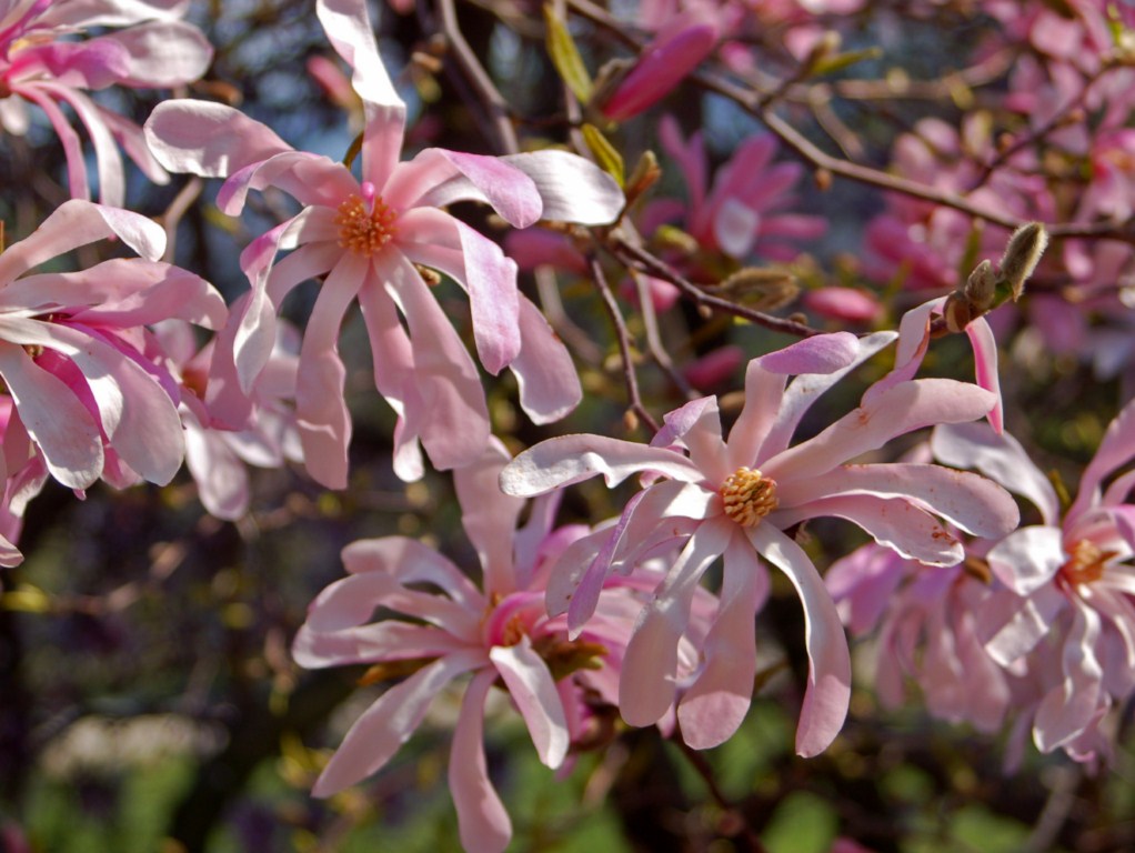 Una bella fioritura rosa