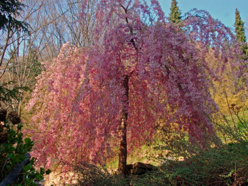 Una bella fioritura rosa