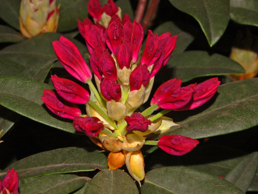 Dei lunghi fiori rossi da identificare