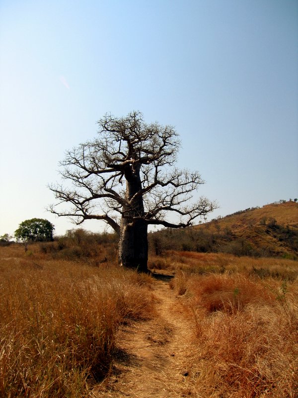 Baobab