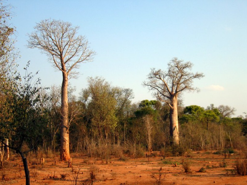 Baobab