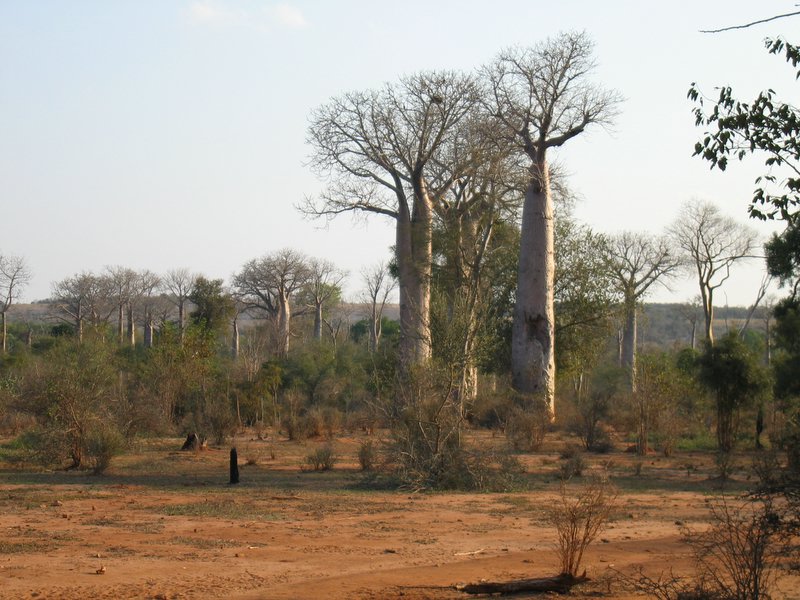 Baobab