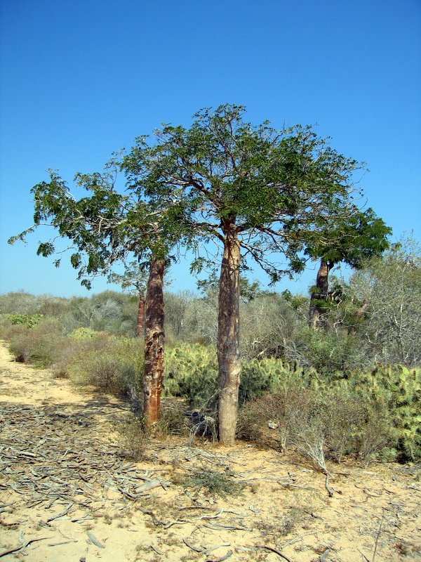 Baobab