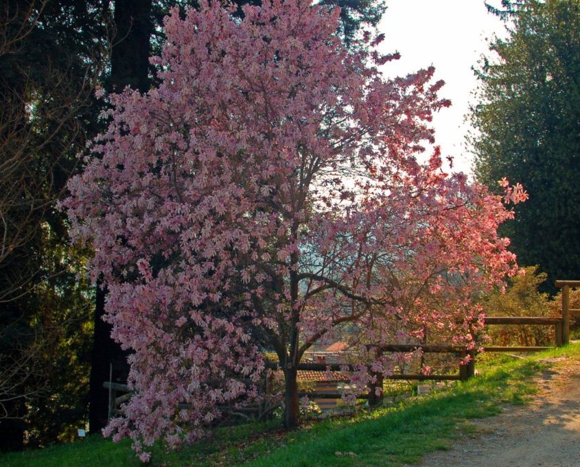 Una bella fioritura rosa