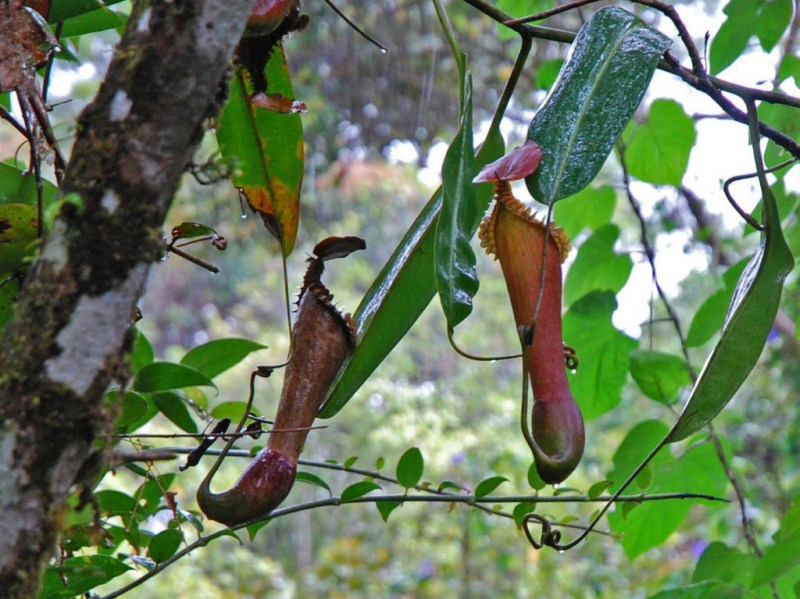 Nepenthes