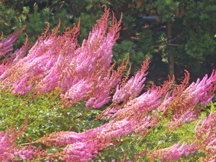 Un mare di piume rosa - Astilbe sp.