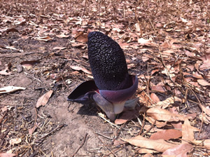 Amorphophallus aphyllus