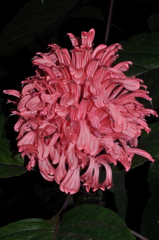 pianta da id: Justicia carnea Lindl.