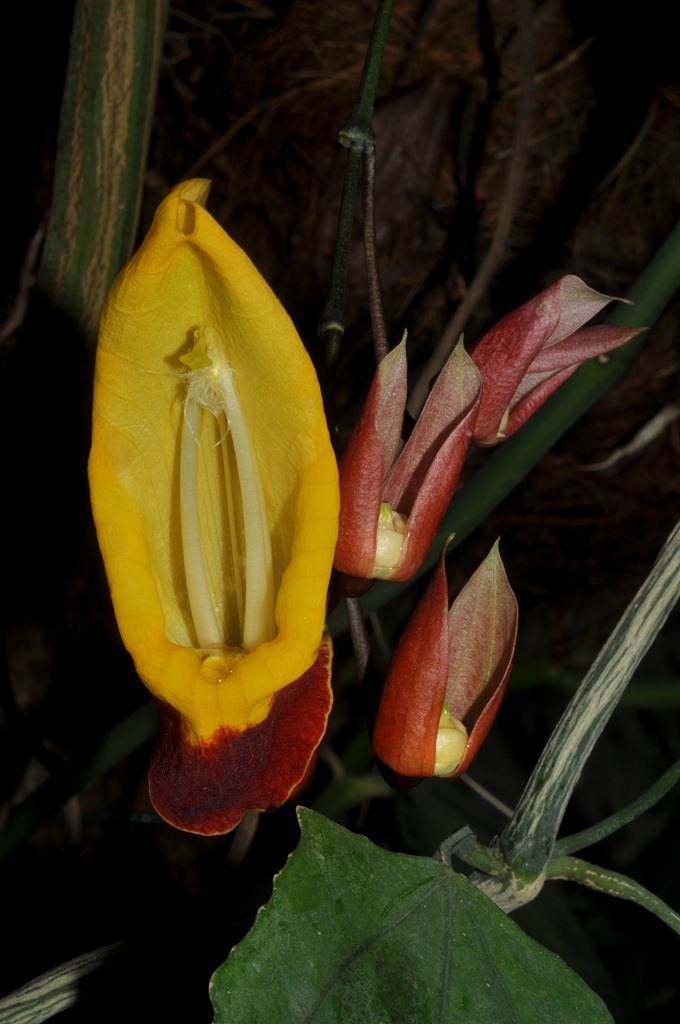 pianta da id (2): Thunbergia mysorensis