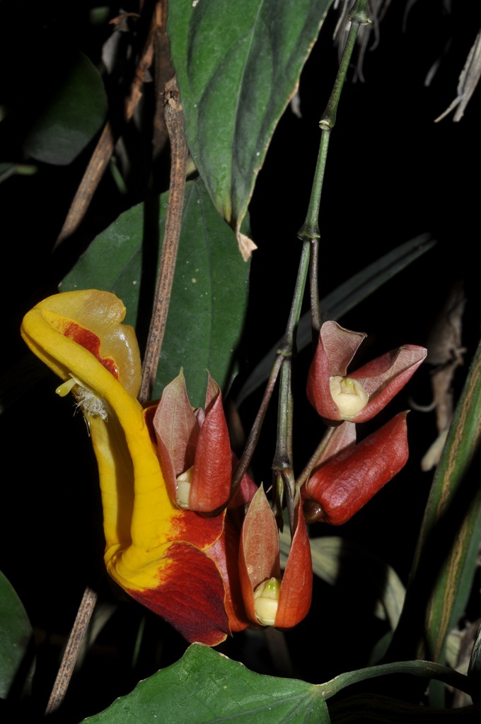 pianta da id (2): Thunbergia mysorensis