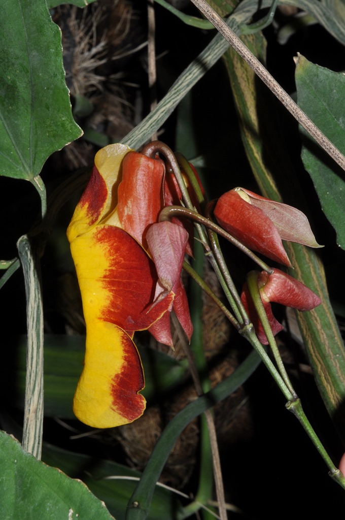 pianta da id (2): Thunbergia mysorensis