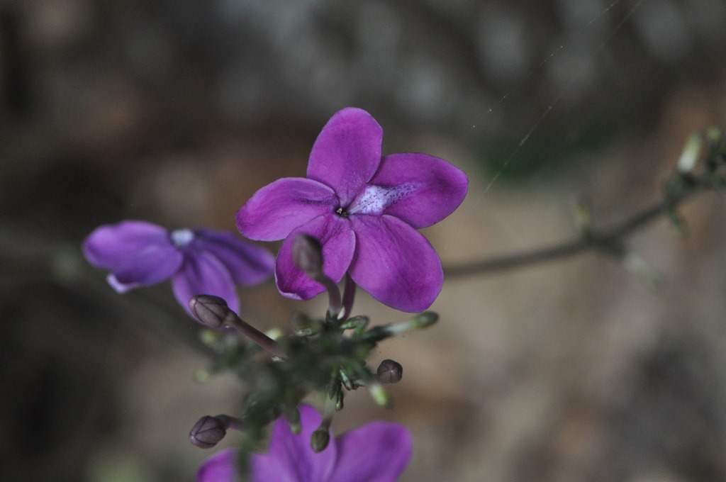 Pseuderanthemum alatum  (Acanthacea) - Messico, Mesoamerica