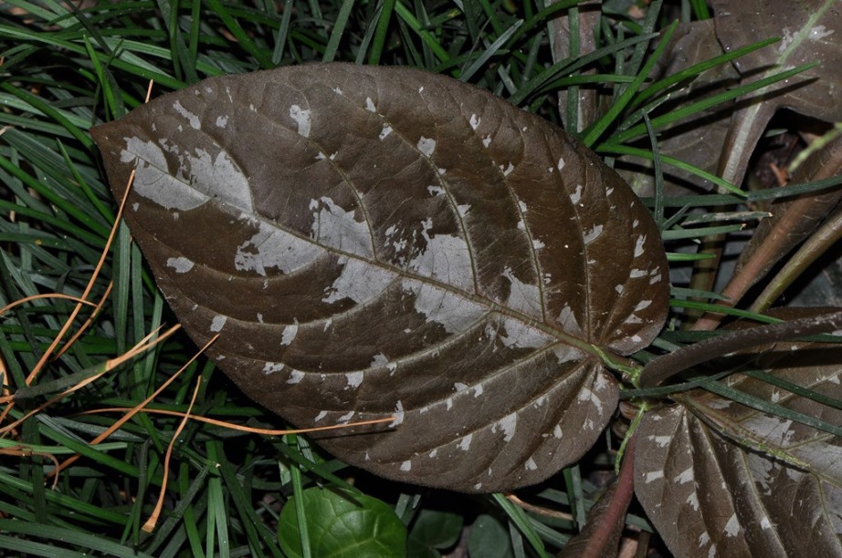 Pseuderanthemum alatum  (Acanthacea) - Messico, Mesoamerica