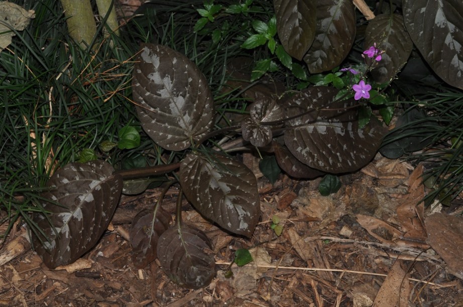 Pseuderanthemum alatum  (Acanthacea) - Messico, Mesoamerica