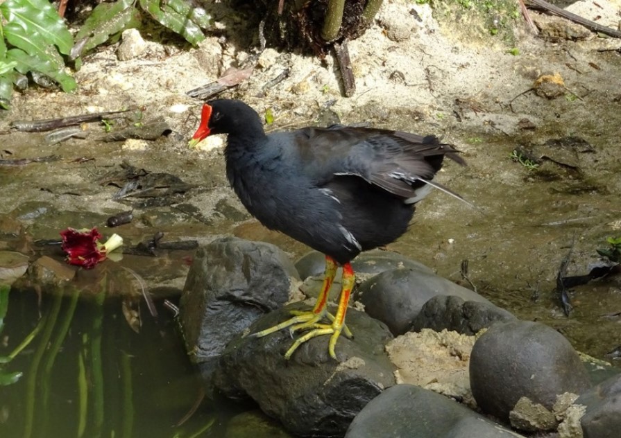 Rallidae dalla Rep.Dominicana:  Gallinula galeata