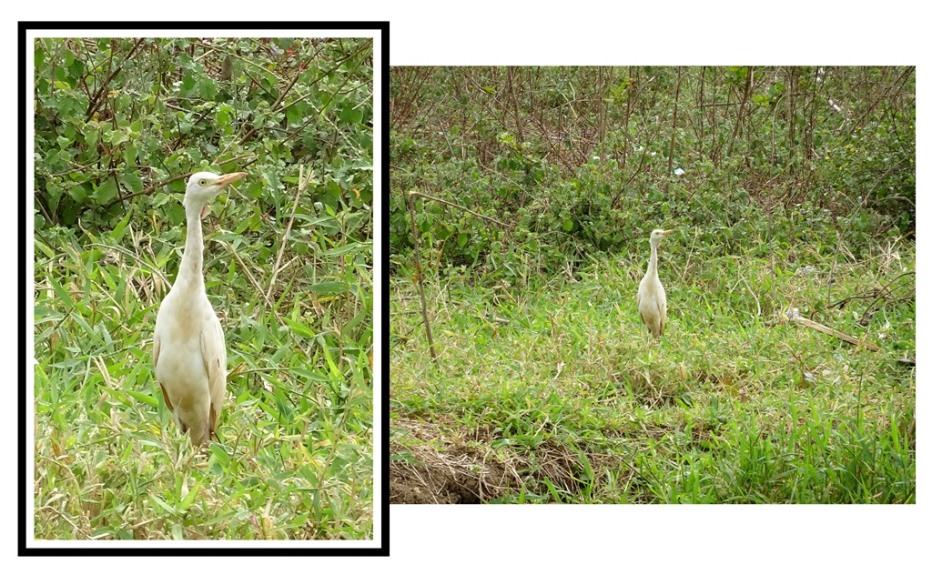 Ardeidae dalla Rep.Dominicana: Bubulcus ibis