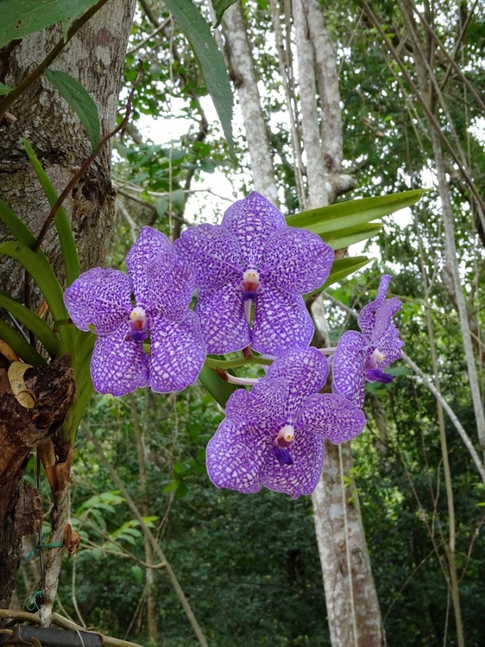 Orchidea della Rep.Dominicana : Vanda coerulea