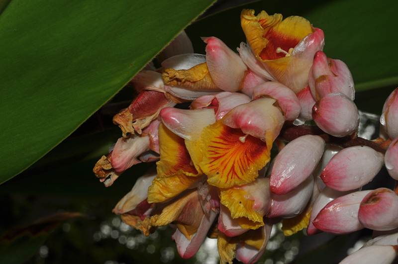 Da Gran Canaria: Alpinia zerumbet  (Zingiberaceae)