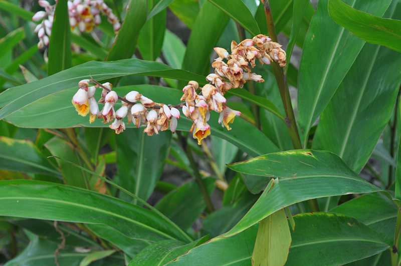 Da Gran Canaria: Alpinia zerumbet  (Zingiberaceae)