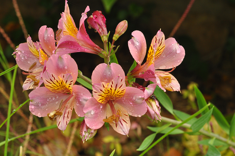 Da Gran Canaria: cv di Alstroemeria aurea (Alstroemeriaceae)