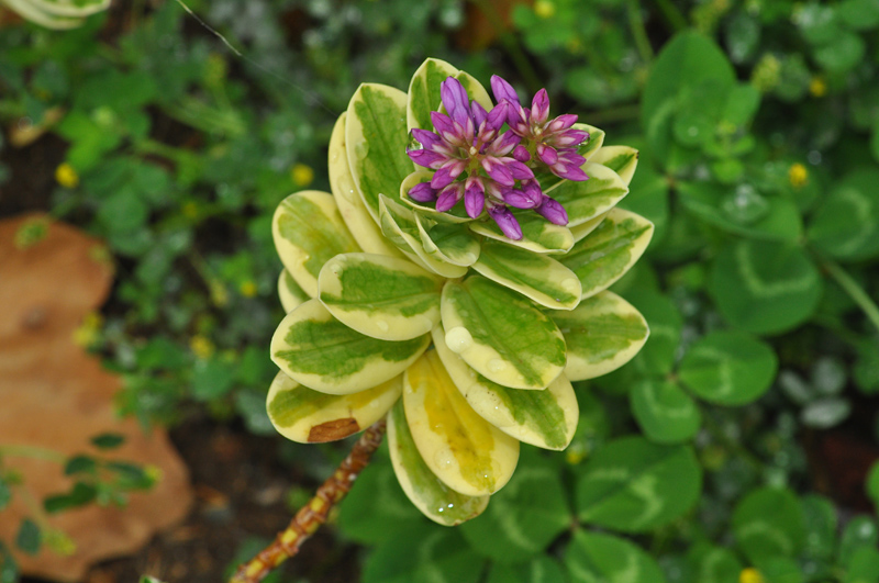 Da Gran Canaria: ibrido di Hebe sp. (Plantaginaceae)