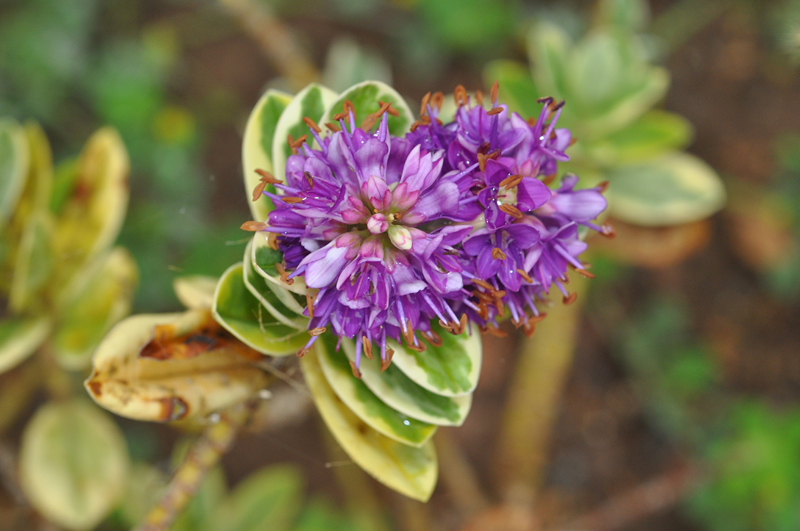 Da Gran Canaria: ibrido di Hebe sp. (Plantaginaceae)