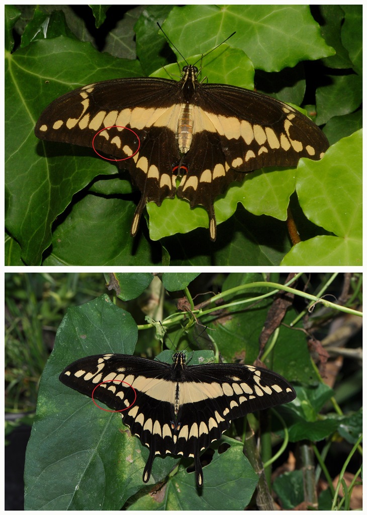 Papilio cresphontes - Oasi di s. Alessio (PV)