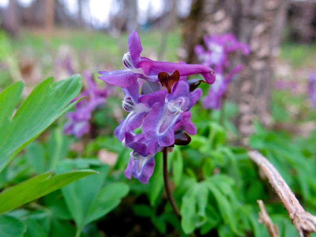 Corydalis sp.  (Fumariaceae)