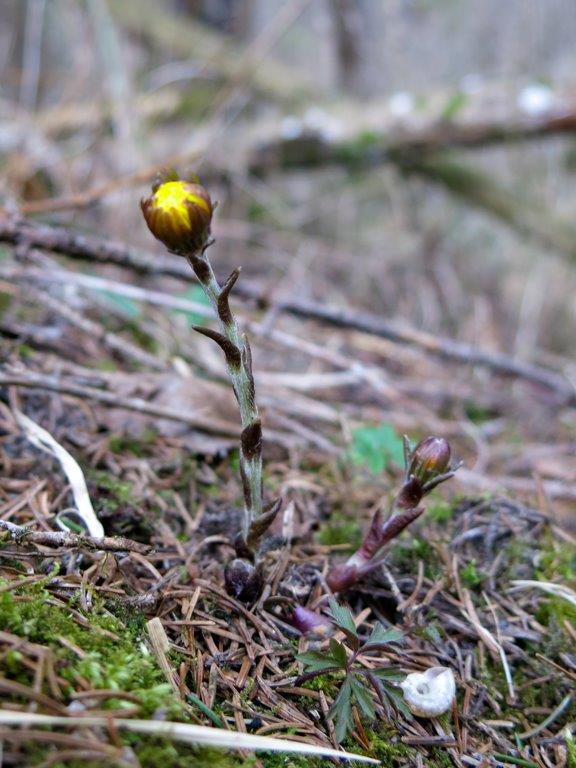 Asteraceae:  cfr. Tussilago farfara