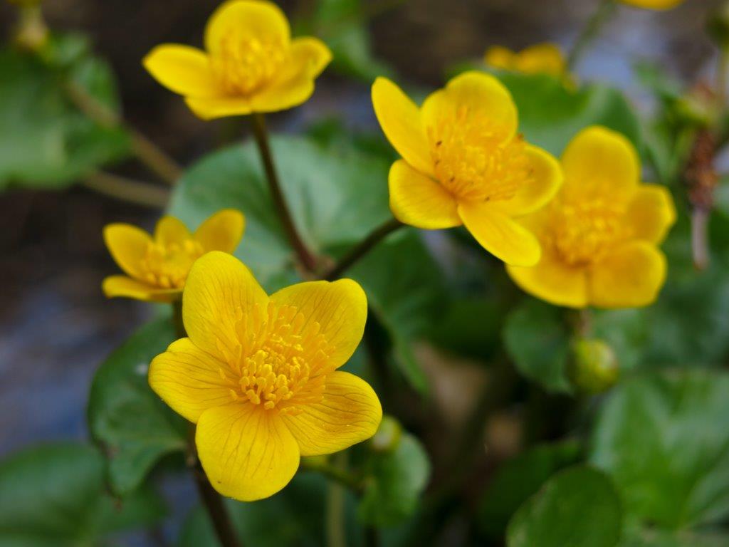 Caltha palustris (Ranunculaceae)