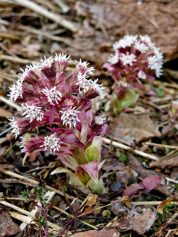 Petasites sp. (Asteraceae)