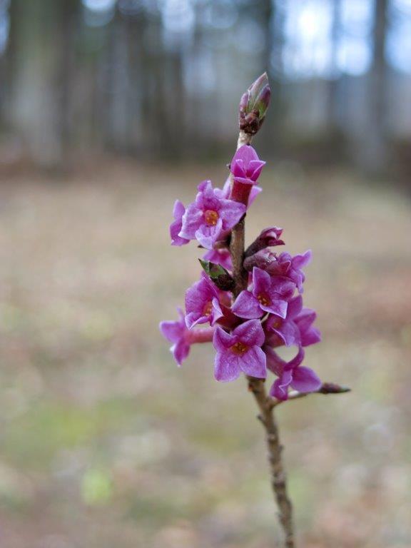 Daphne mezereum (Thymelaeaceae)