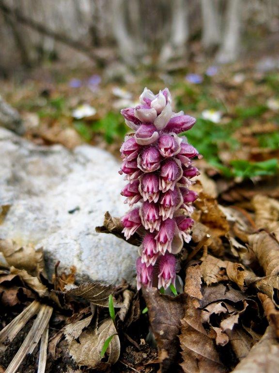 Lathraea squamaria (Orobanchaceae)