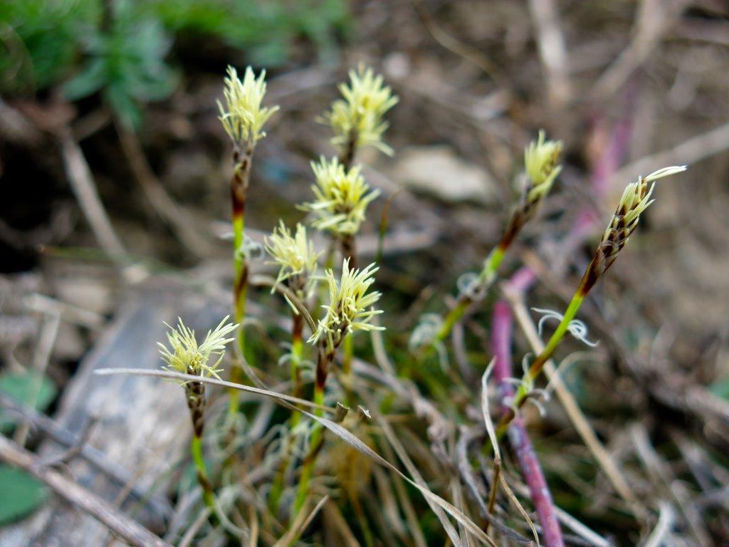 Carex sp. (Cyperaceae)