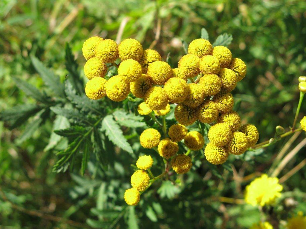 Capolini di fiori tubulosi: Tanacetum vulgare (Asteraceae)