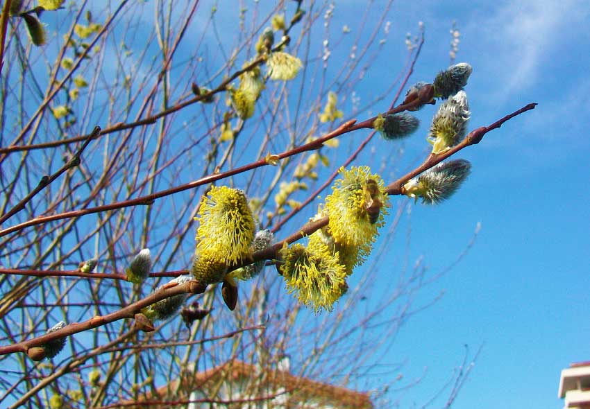 Nel parchetto - Salix cinerea