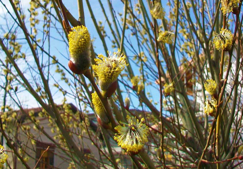 Nel parchetto - Salix cinerea