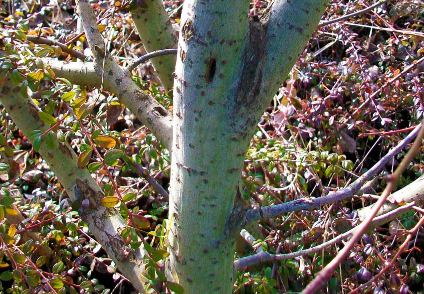 Nel parchetto - Salix cinerea