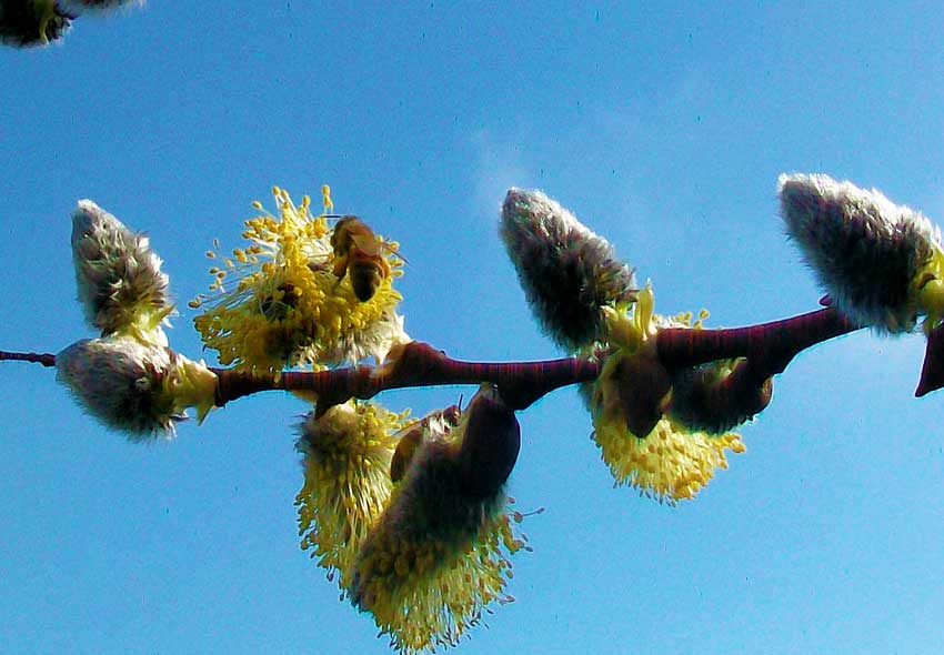 Nel parchetto - Salix cinerea