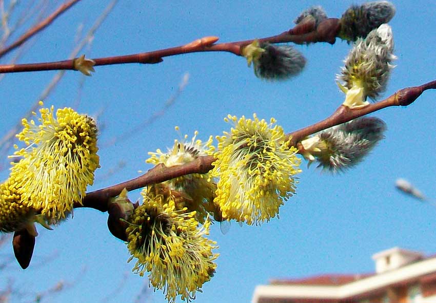 Nel parchetto - Salix cinerea