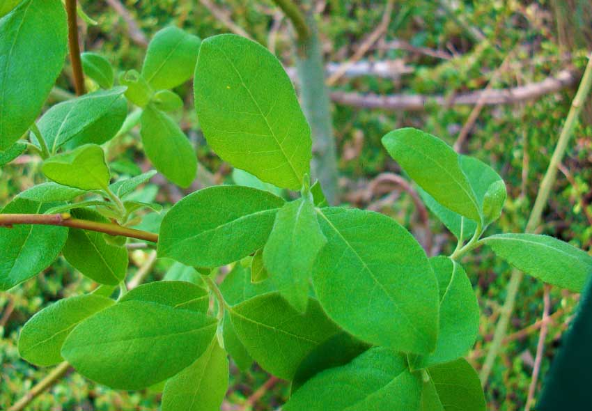 Nel parchetto - Salix cinerea