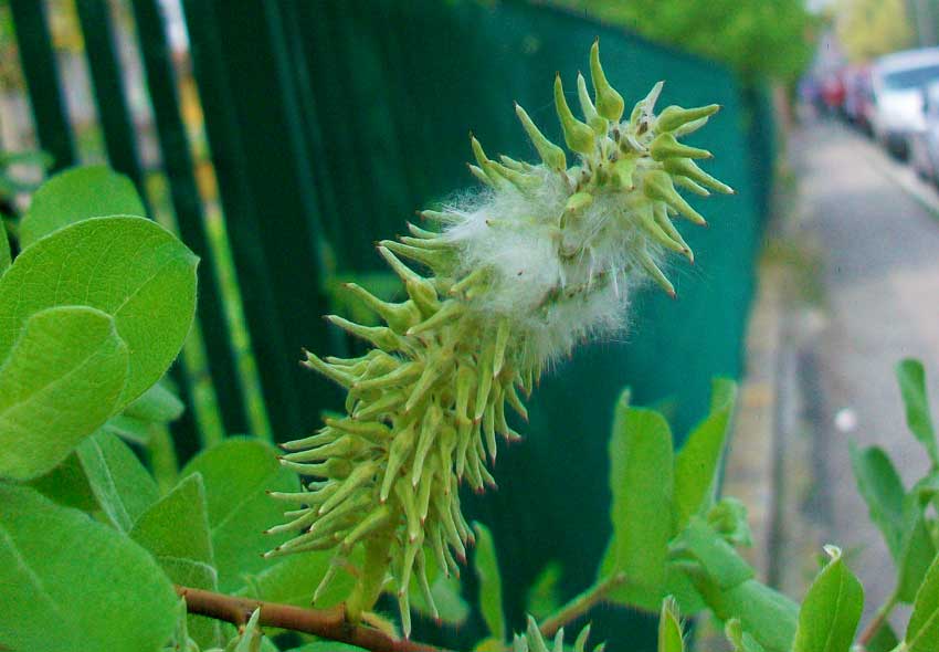 Nel parchetto - Salix cinerea