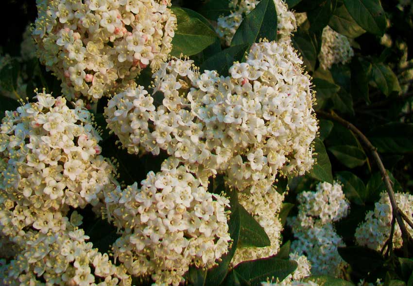 Viburnum tinus