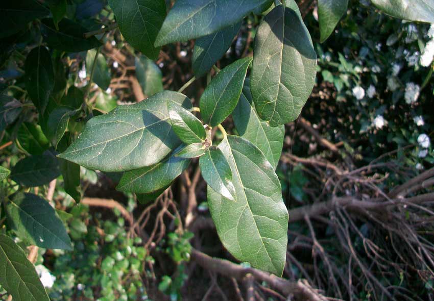 Viburnum tinus